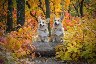 corgi,free background,mac wallpaper,dogs,log,full hd wallpaper,friendship,autumn leaves,free wallpaper,pets,animals,cute,doggy,adorable,hd wallpaper,pedigree,happy,smile,friend,laptop wallpaper