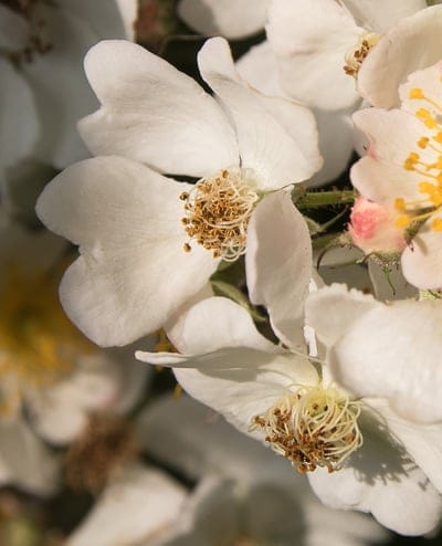 white rose, macro photography, flower close-up, delicate petals, golden stamens, floral detail, nature close-up, romantic flower, botanical macro, garden photography, soft focus, pink bud, flower bloom, natural beauty, texture detail, elegant flower, white flower, floral art, spring bloom, summer flower, fragrant flower, rose details, wild rose