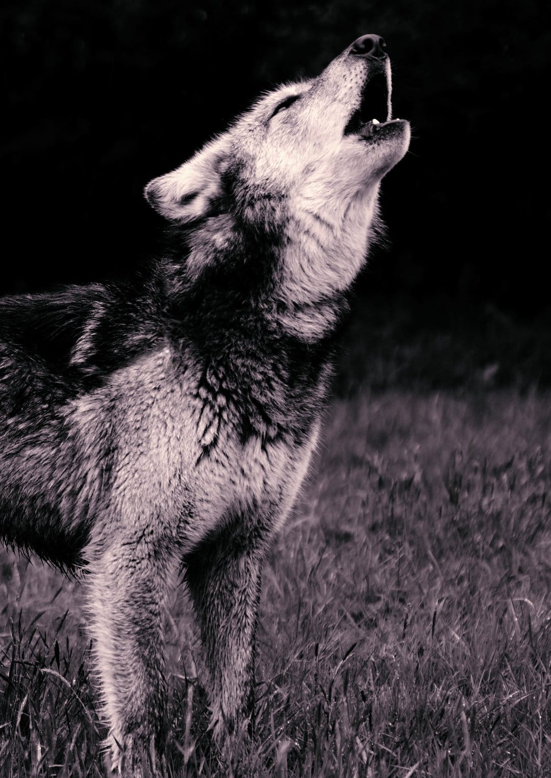 Wolf with head tilted back and mouth open howling in a tall grass field during a dark night in monochrome.