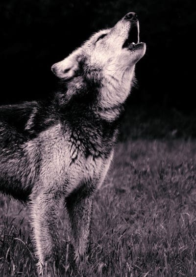 wolf,howl,predator,bw
