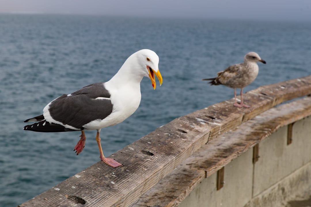 A white seagull with an open beak and a brown bird sit on a wooden pier railing overlooking the blue sea.