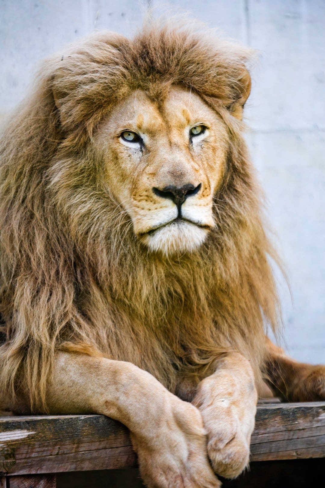 Male lion with a thick mane rests on a weathered wood plank while looking directly into the camera lens.