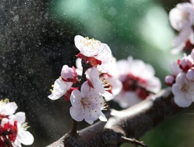 Light pink cherry blossoms with crystalline water droplets on a branch against a blurred green background.