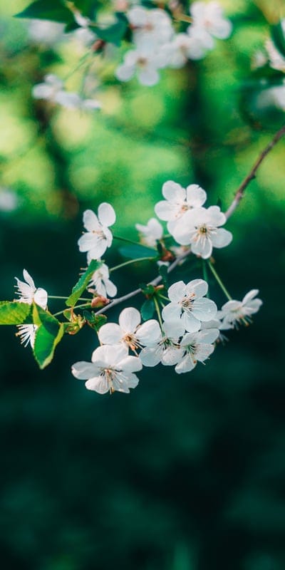 sweet cherry,flower wallpaper,beautiful wallpaper,blossoms,samsung wallpaper,ipad wallpaper,flower background,flowers,branch,tree,iphone wallpaper,mobile wallpaper,phone wallpaper,beautiful flowers,mobile wallpaper 4k,lock screen wallpaper,plant,spring,fl