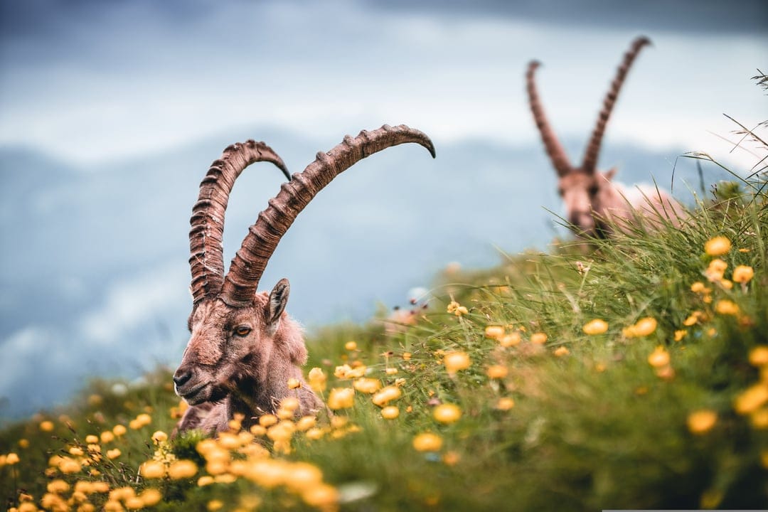 Alpine Ibex with large curved horns rests in a field of yellow wildflowers within a rugged mountain landscape.