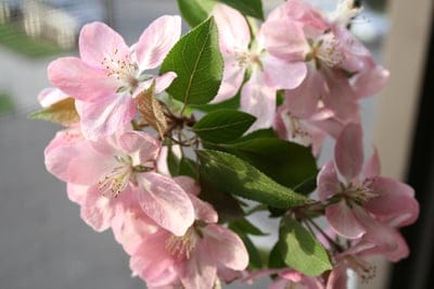 Pink crabapple blossoms with golden stamens cluster among vibrant green leaves on a thin branch in bright daylight.