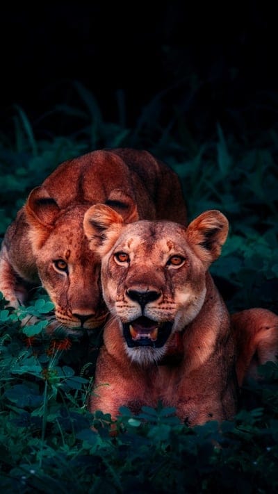 Lionesses, wildlife, jungle, emerald green, dark foliage, nature, powerful, big cat, predators, animal, wild, hunt, intense eyes, captivating, untamed, watchful, savanna, expressive, natural habitat, stealth