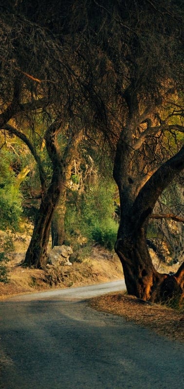 Trees, road, nature, landscape, peaceful, serene, tranquil, beautiful, outdoor, ancient, gnarled, path, rustic, sunlight, golden, secluded, forest, winding, quiet, natural beauty