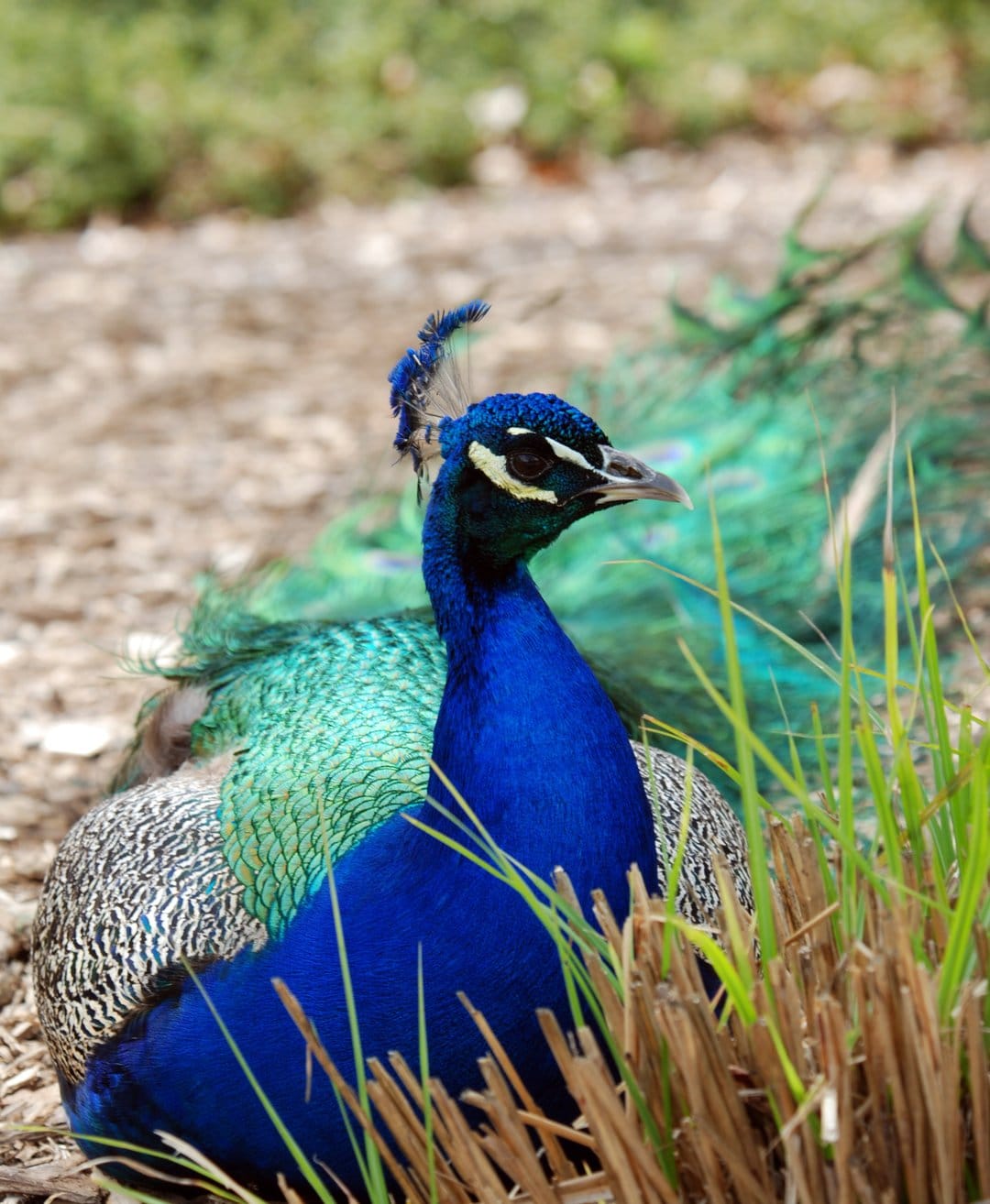 Peacock with iridescent blue neck and green crest resting in dry grass against a soft blurred background.