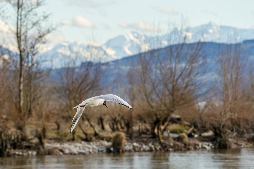 White seagull soaring over a calm river with bare trees and snow-capped mountain peaks under a blue sky.