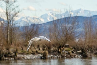 animal,bird,wallpaper 4k,seagulls,flying,wildlife,nature,nature wallpaper,feathers,beak,free wallpaper,mac wallpaper,winter,water bird,flight,4k wallpaper,close up,laptop wallpaper,wallpaper hd,poultry