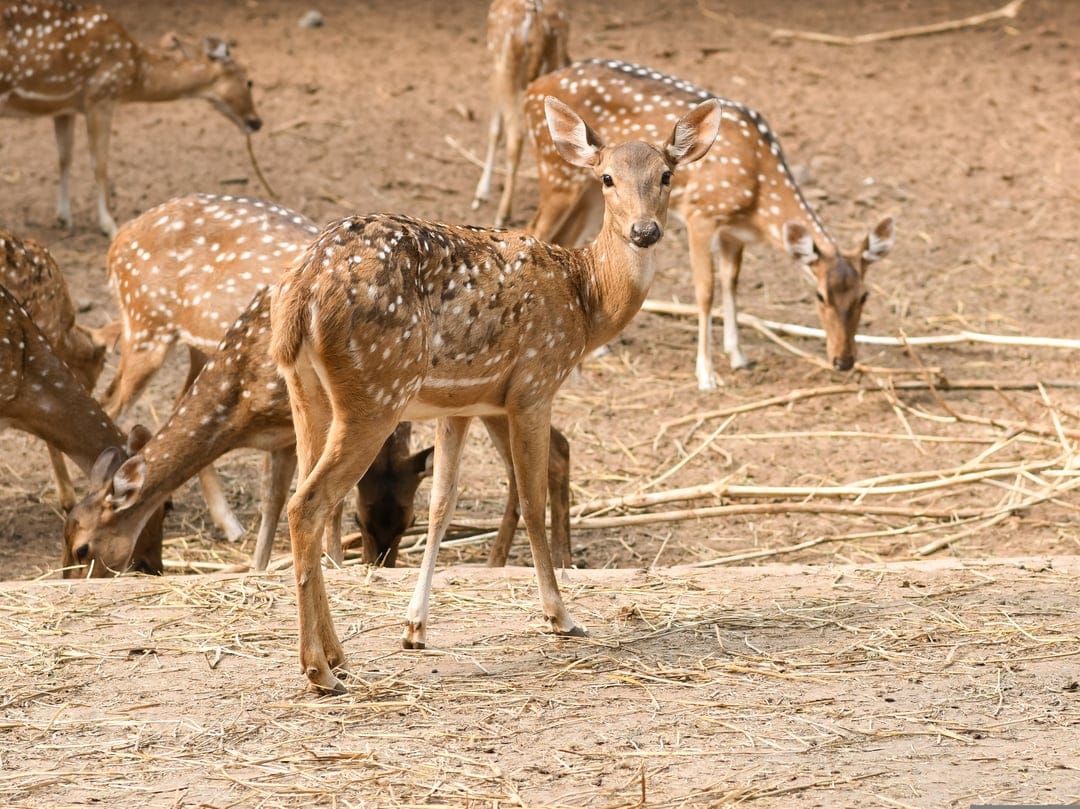 Spotted Chital deer graze in a dry, sunlit field with earthy tones and soft dappled light across the landscape.
