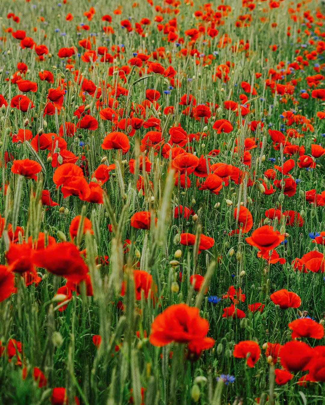 Red poppy flowers with thin stems stand amidst green grass and blue wildflowers under bright afternoon sunlight.