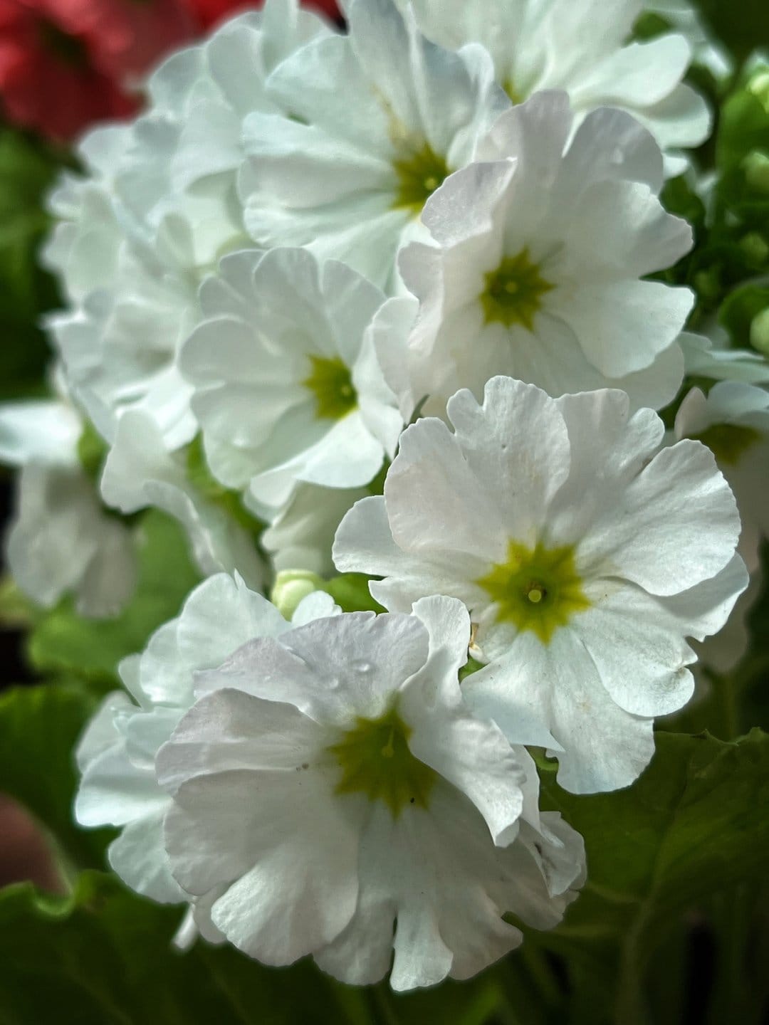 White primrose petals with tiny water droplets and green centers captured in a shallow depth of field macro.