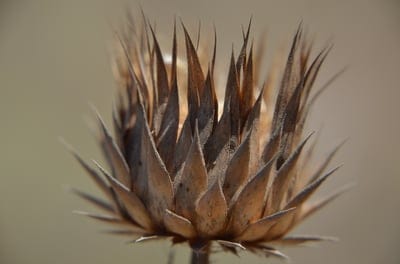flower,beautiful flowers,flower wallpaper,thorn,flower background,nature