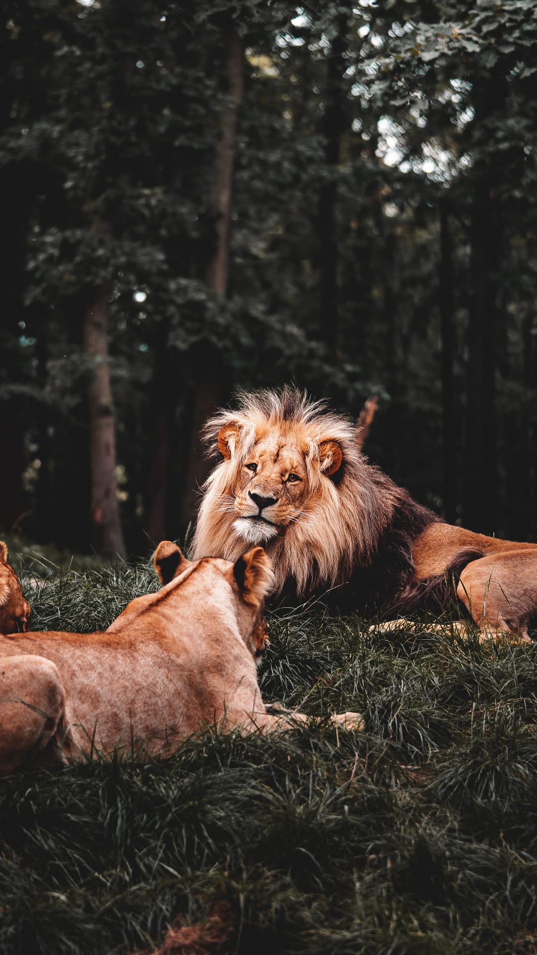 Male lion with a thick mane and a lioness nuzzle while lying in green grass against a dark forest background.