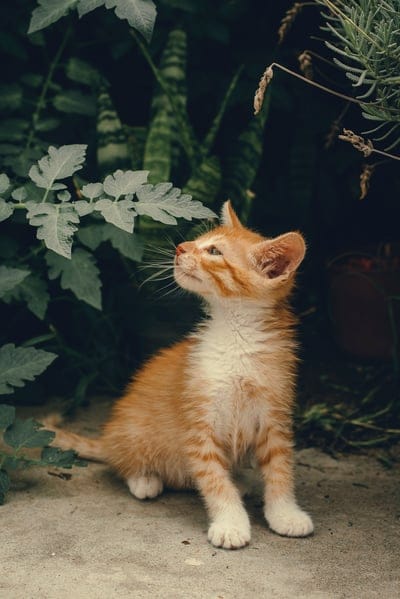 Orange tabby kitten sits among dense green leaves, gazing upwards with soft bokeh light in a garden setting.