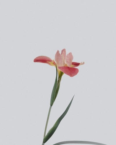 Flower wallpaper,Flower desktop wallpaper,Flower,nature wallpaper,Flower background