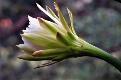 cactus flower, flower bud, white flower, botanical, nature, macro photography, desert plant, floral, blooming, succulent, garden, flora, plant, close-up, organic, fragile, exotic, outdoor, spring, summer, delicate, beauty, detail