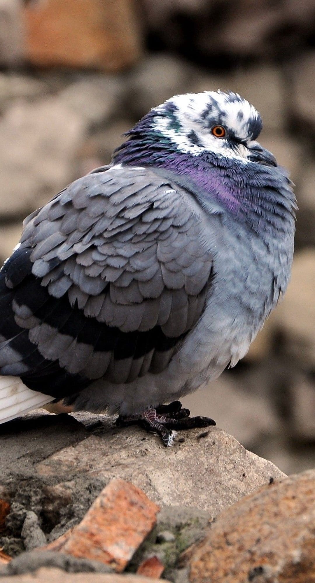 Pigeon with iridescent purple neck feathers and a vivid orange eye perched on grey rocks in a close-up profile.