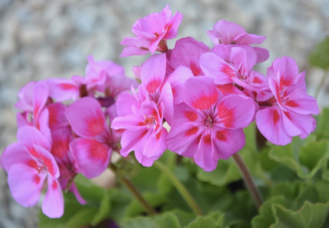 Pink geranium flowers with red centers and green leaves against a soft-focus pebble background in a macro shot.