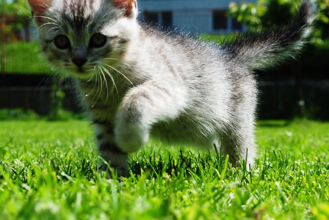 Small grey tabby kitten with bright eyes walking through lush green grass illuminated by warm afternoon sunlight.