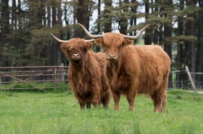 Yak wallpaper,Yak,Yak backgriund,Yak desktop wallpaper