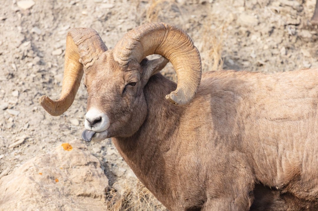 Bighorn sheep ram with large curved horns sticking its pink tongue out against a backdrop of grey rocks.