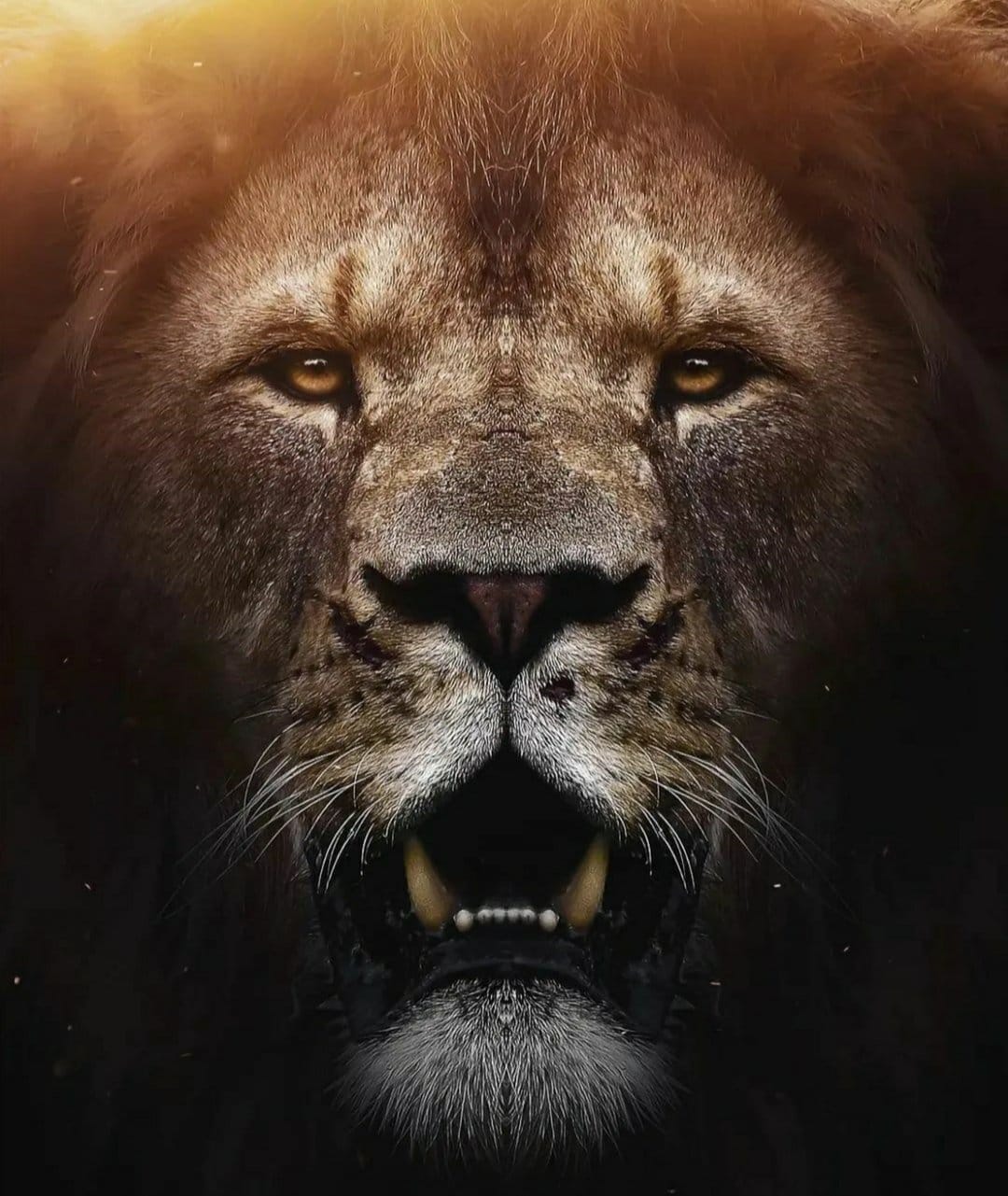 Lion roaring with mouth wide open showing sharp teeth and intense golden eyes against a shaded background.