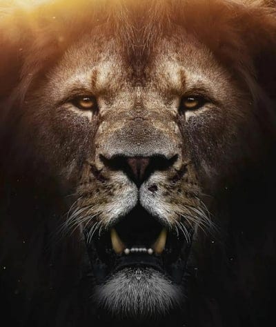 lion,predator,muzzle,light,animal