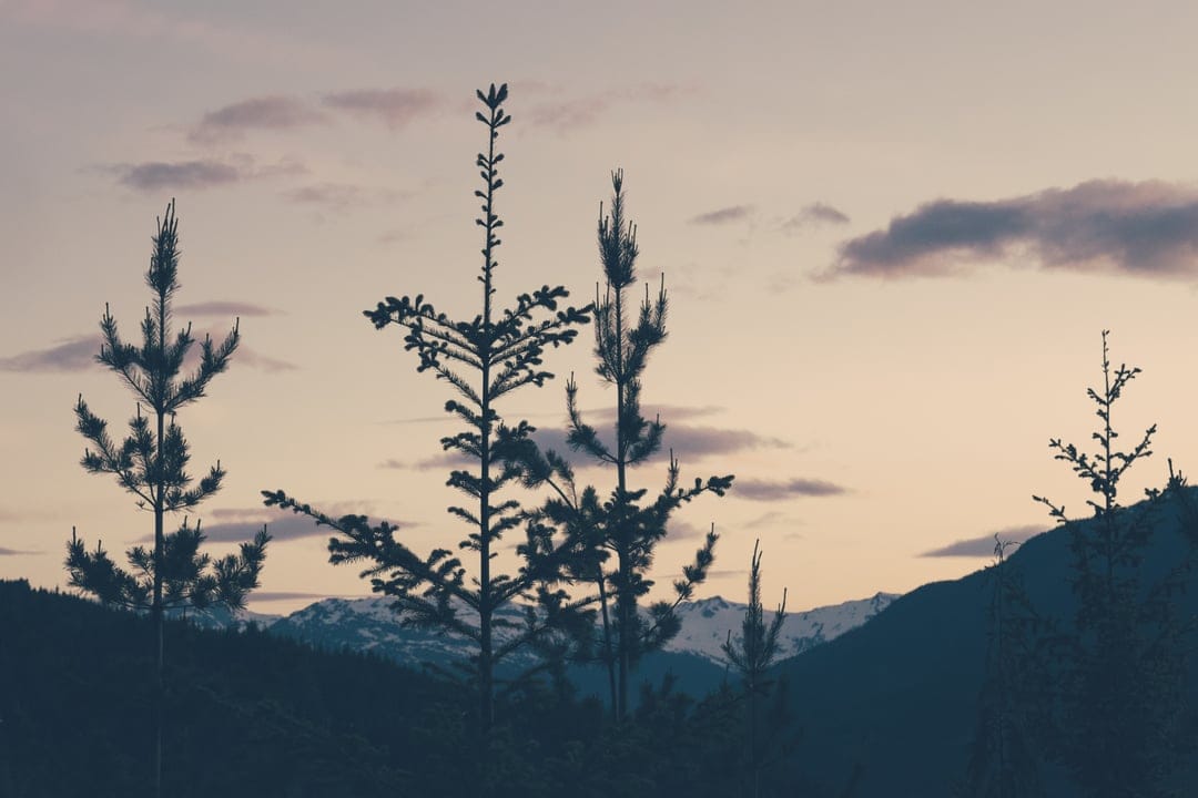 Pine tree silhouettes stand against a pastel orange and purple sunset with snowy mountains in the distance.