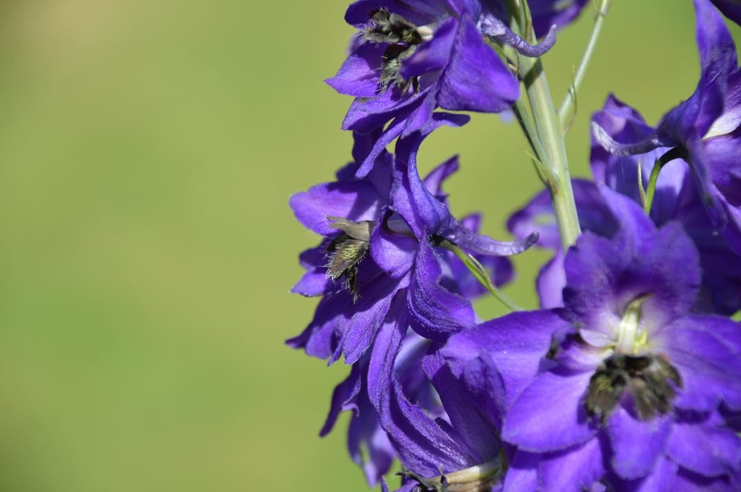 Purple delphinium flowers with dark centers glow in sunlight against a soft green blurred background.