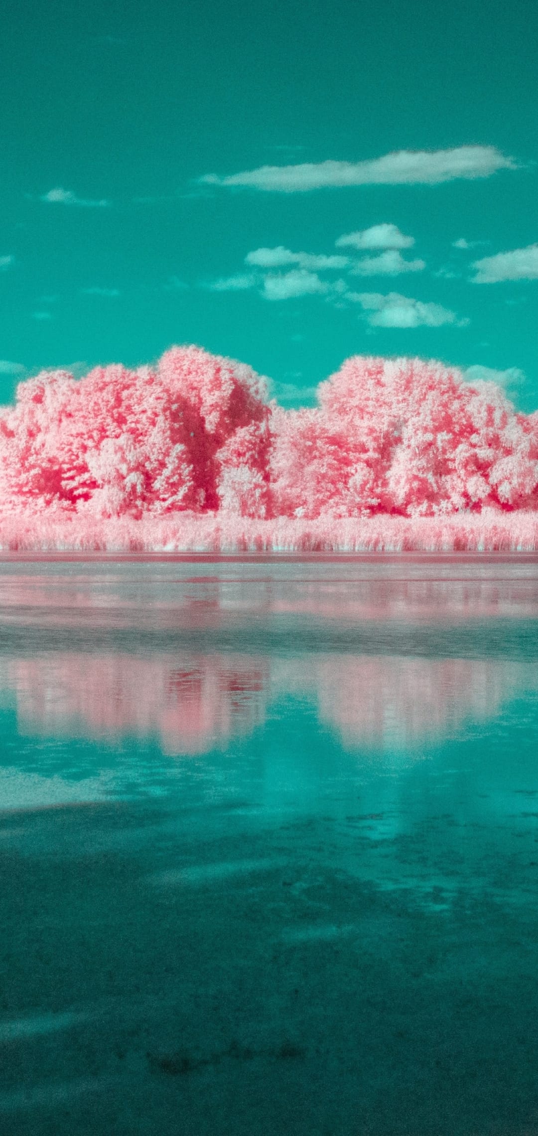 Pink infrared trees and foliage line a calm teal lake under a wispy sky with vivid reflections in the water.