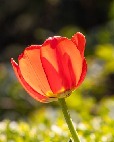 Red tulip petals illuminated by soft sunlight against a blurred green and yellow bokeh background.