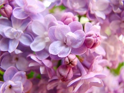 Purple lilac flower clusters show intricate petal details and small buds under soft, diffused morning sunlight.