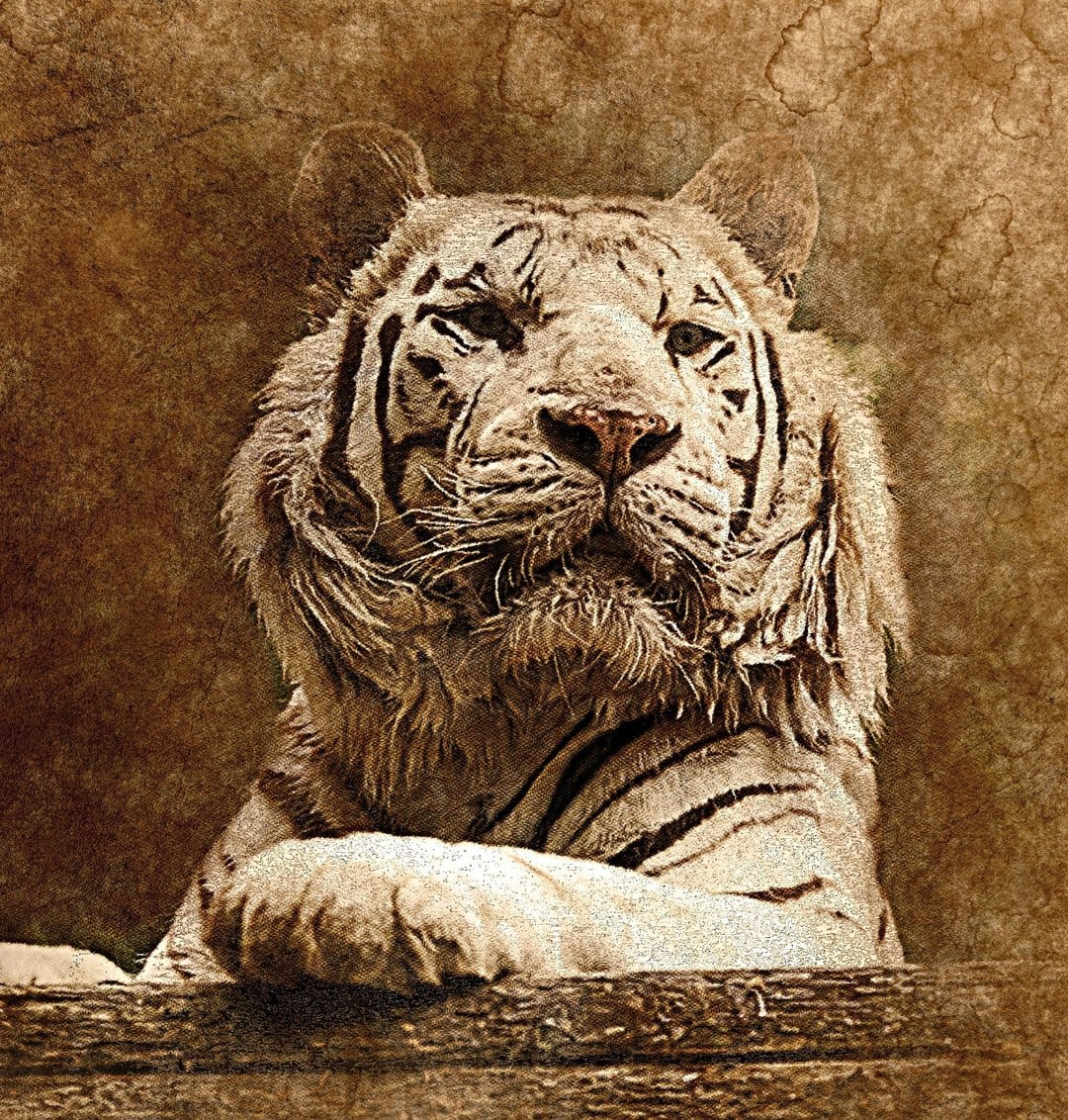 White tiger with an intense gaze and detailed fur textures shown in a warm, monochromatic sepia portrait.