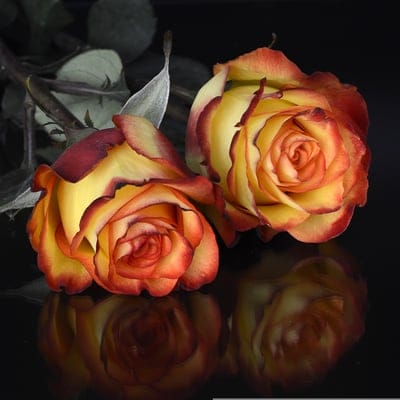 Two bicolor red and yellow roses mirror themselves on a black reflective surface under soft directional lighting.