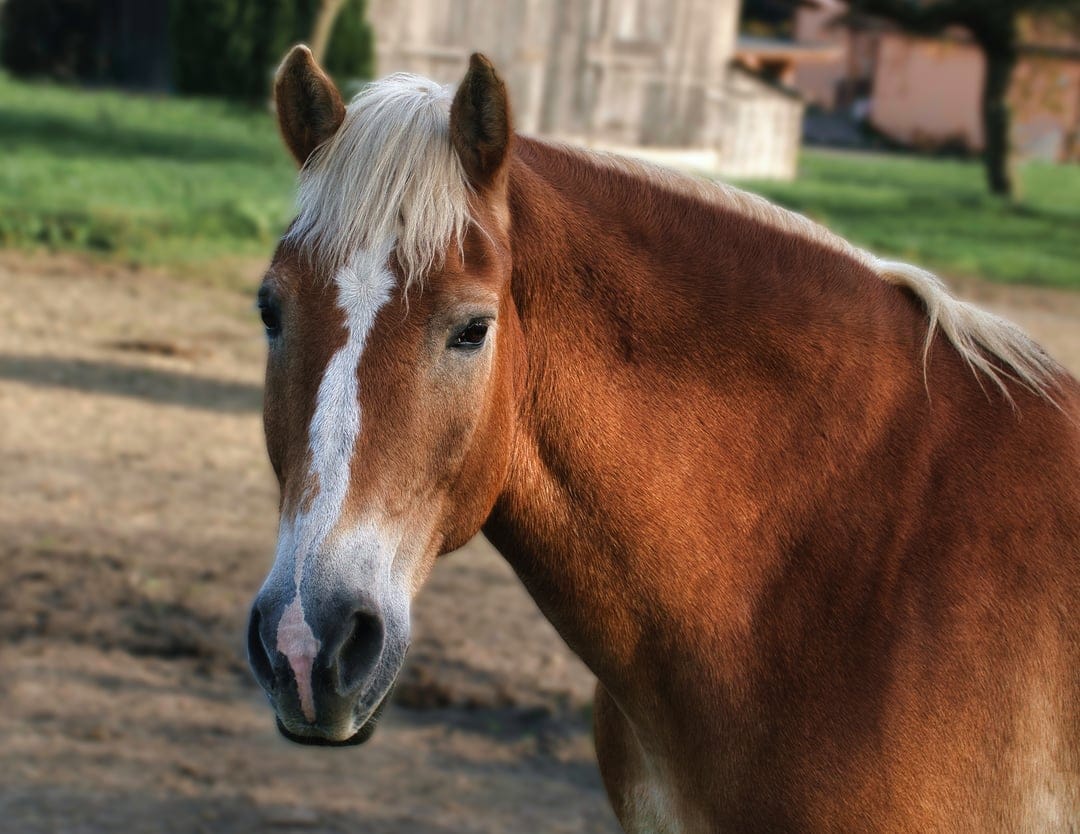 Chestnut horse with a white facial blaze and creamy mane features a soft-focus green background in sharp detail.