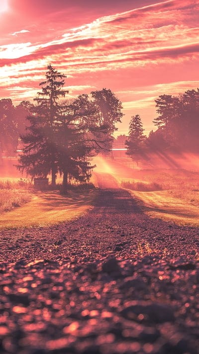 sunset,tree