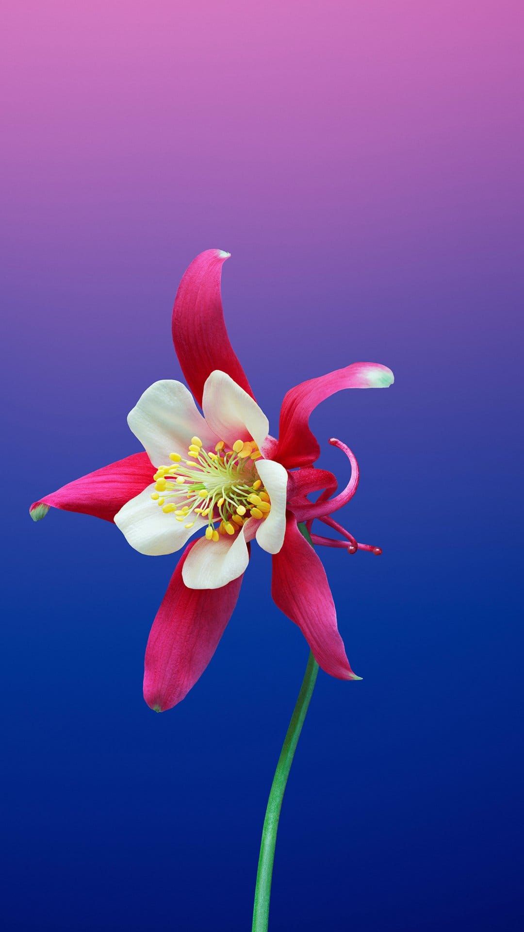 Red and white columbine flower with yellow stamens centered against a magenta and blue gradient background.