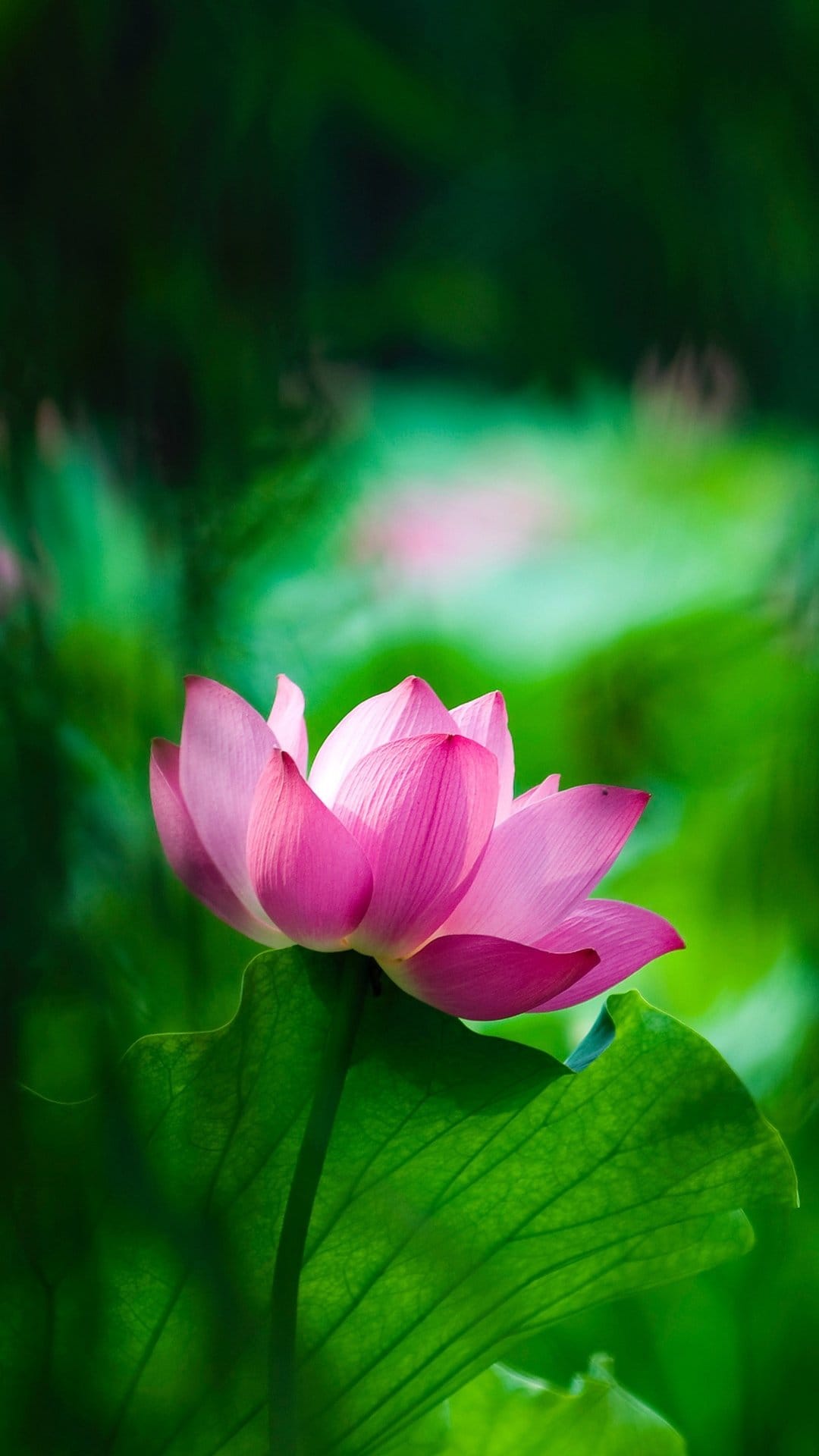 Pink lotus flower with delicate petals rests on a large green leaf against a blurred forest background.