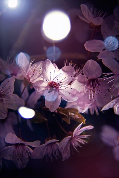 Pink cherry blossoms with visible stamens are surrounded by glowing circular bokeh lights in a soft focus.