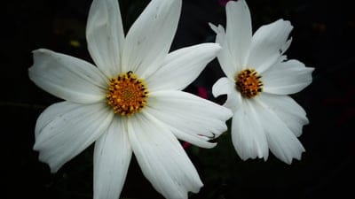 White cosmos flowers with bright orange centers captured in a close-up against a solid dark, moody background.