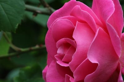 Pink rose flower in full bloom showing layered petals against a blurred green leaf background and thorny stems.