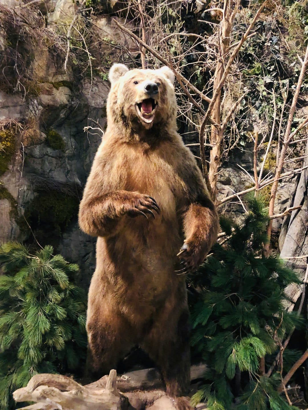 Brown bear standing on hind legs with an open mouth in a pine forest featuring realistic fur and sharp claws.