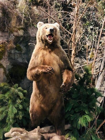 Bear wallpaper,Bear,Bear desktop wallpaper,animal wallpaper,wildlife