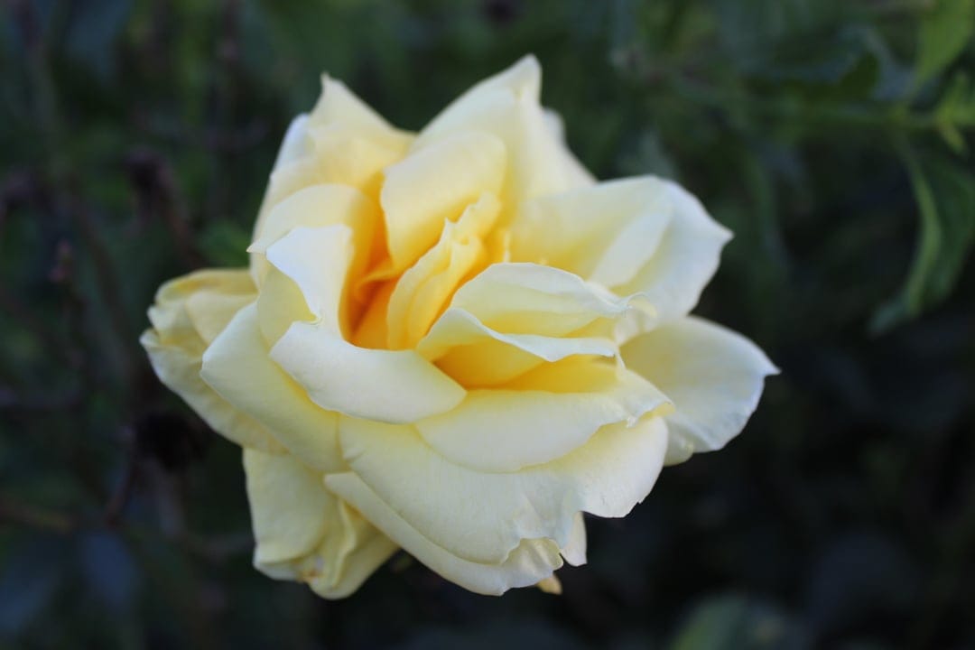 Pale yellow rose blossom with layered petals and a dark green blurred background in a detailed macro close-up.