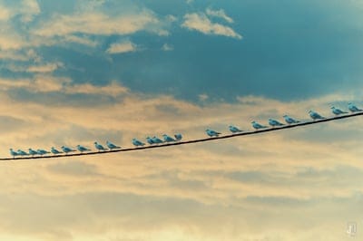 seagulls,birds,wire,sky