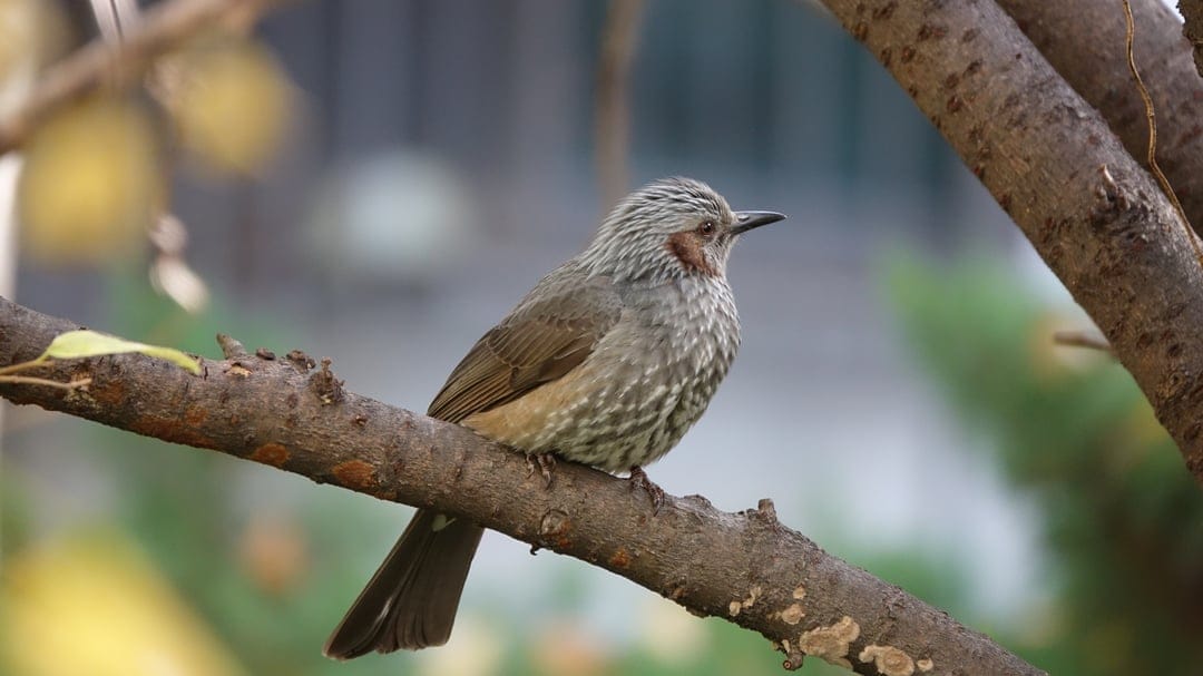 Brown-eared bulbul bird with chestnut ear patches perches on a rough tree branch against a blurred green background.