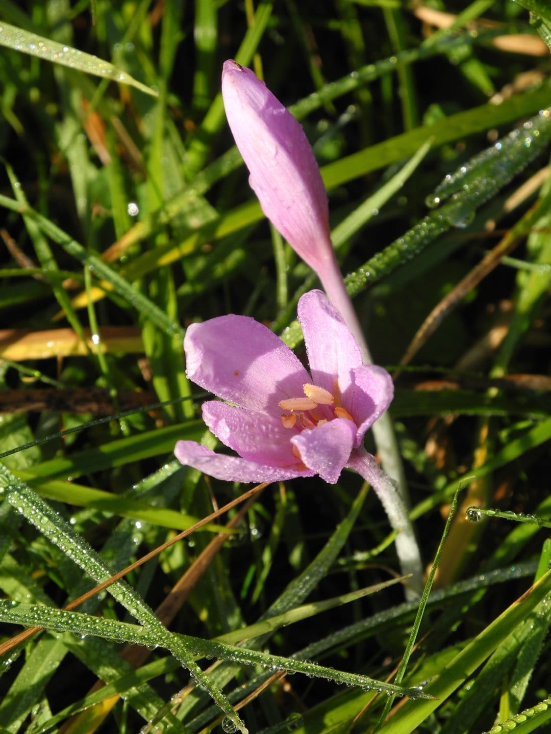 Pink crocus flower with sparkling dew drops on its petals and green grass in a soft focus meadow.